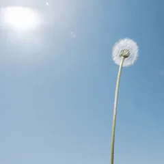 Headlights
